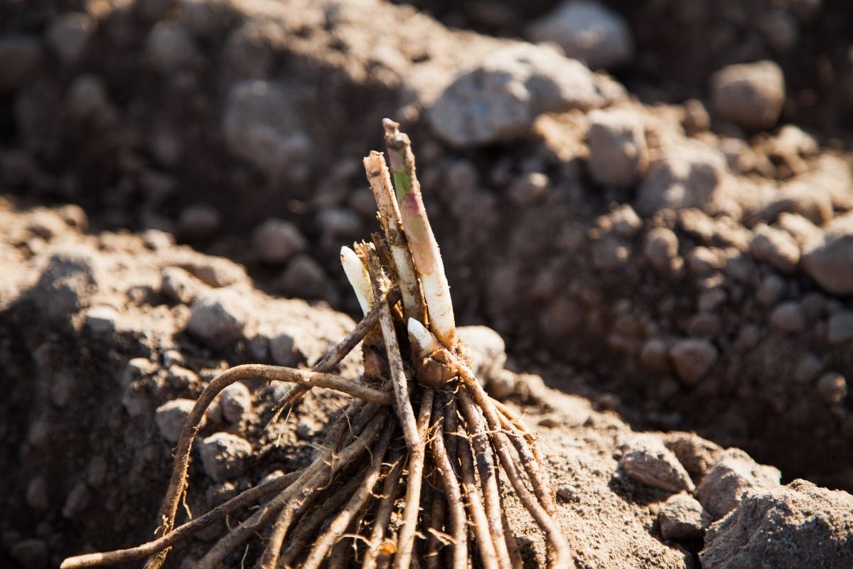 How to Plant Asparagus Crowns to Grow Sweet, Juicy Spears The Seed